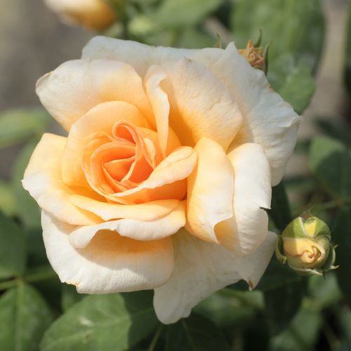 Rosen Online Gärtnerei - noisette rosen - gelb - Rosa Crépuscule - stark duftend - Francis Dubreuil - Durchgehend blühende, apricotfarbene, süß duftende Noisette-Rose, die man als Busch oder zum Beranken von Rosenbögen einsetzen kann.